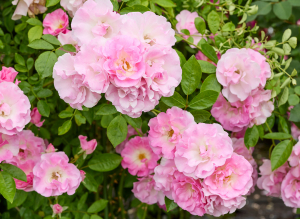 春がすみ - Harugasumi