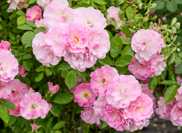 Haru⭐︎ 値下げオファー❌❗️★新品 ピンクラテ★裏起毛プルオーバー Haru⭐︎ 値下げオファー❌❗️☆新品 ピンクラテ☆裏起毛プルオーバー