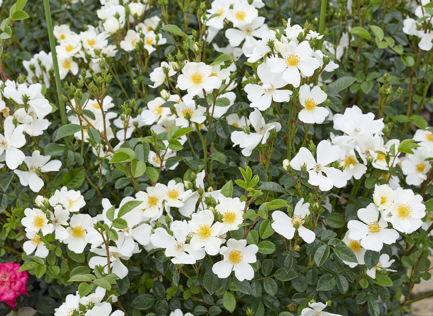 カカヤン - Kakayan