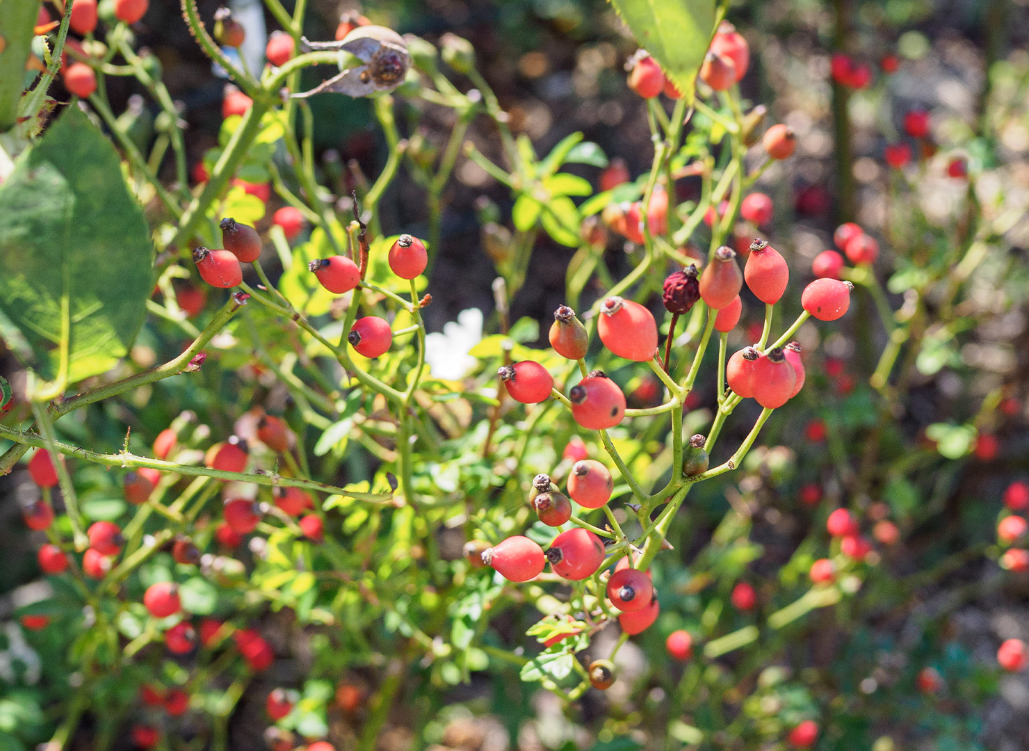 カカヤン - Kakayan