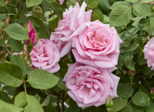 キャサリン ハロップ - Kathleen Harrop