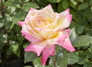 コルデス パーフェクタ - Kordes' Perfecta