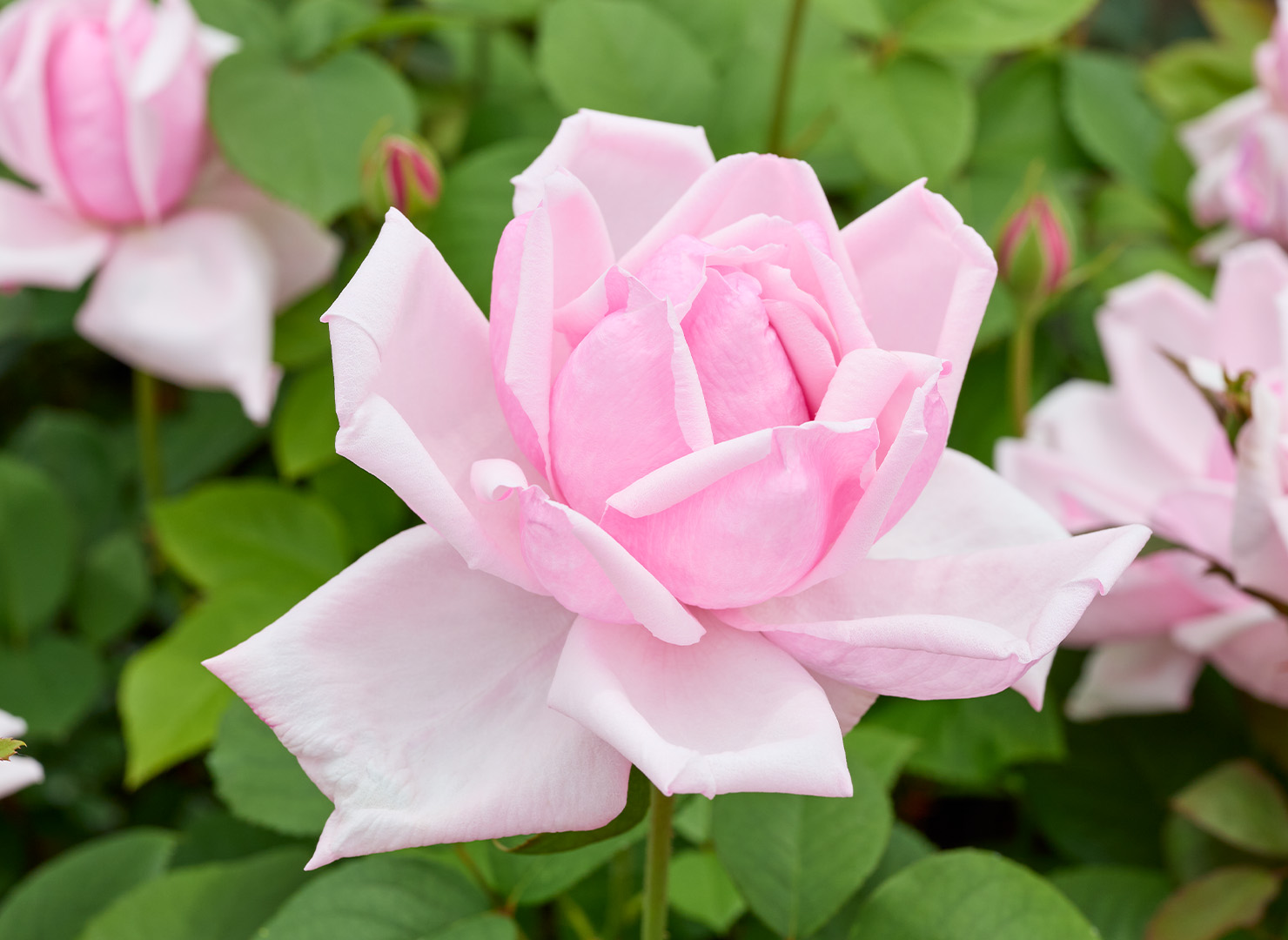 ラ フランス - La France