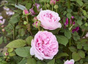 マダム エルネスト カルバ - Madame Ernest Calvat