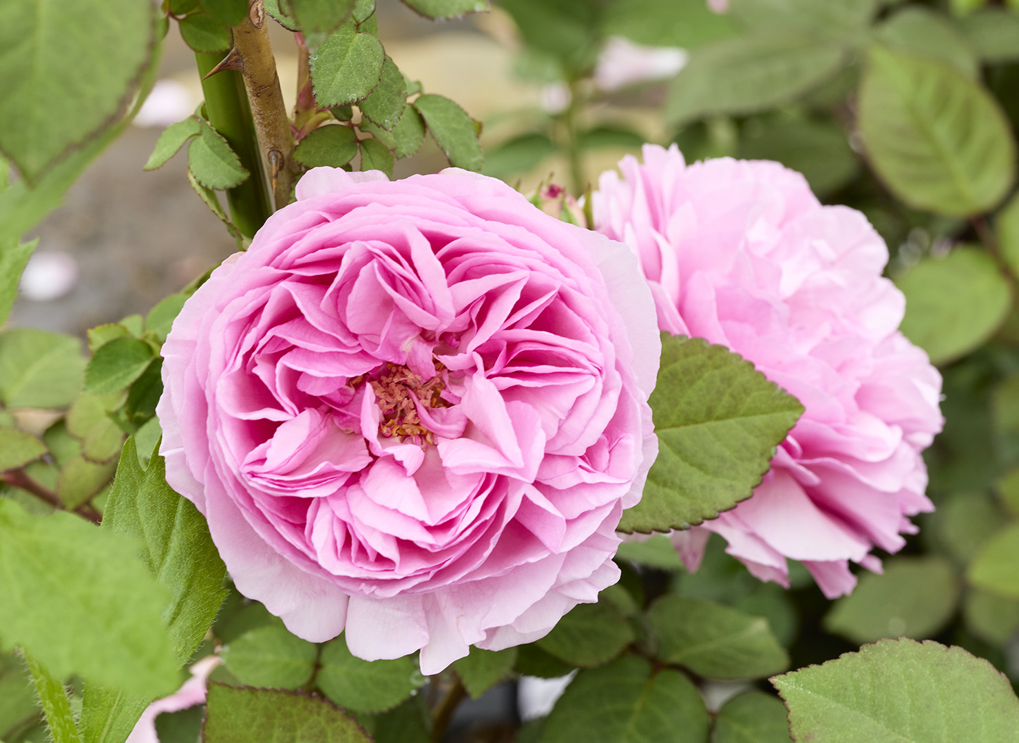 マダム エルネスト カルバ - Madame Ernest Calvat