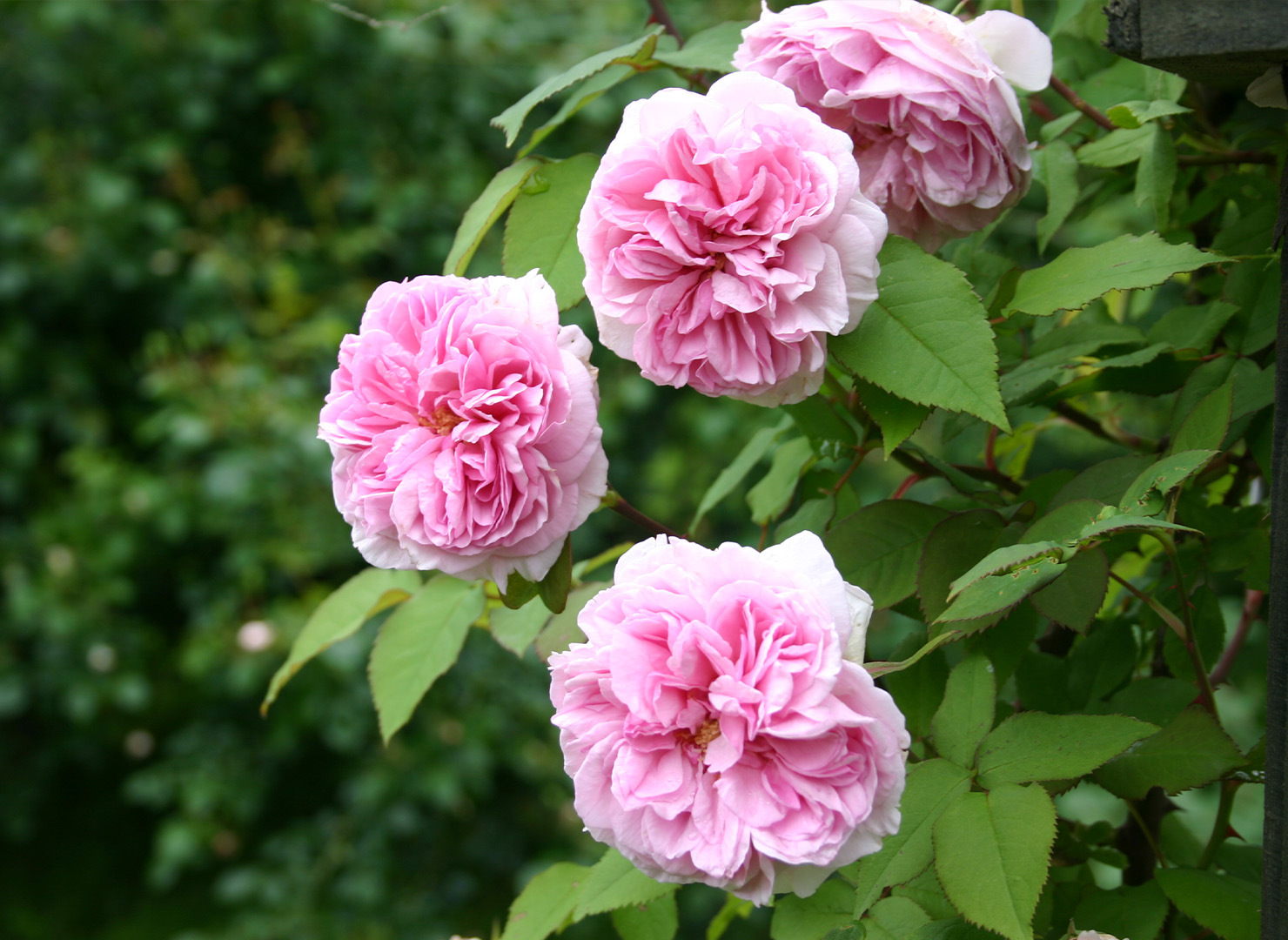 マダム エルネスト カルバ - Madame Ernest Calvat