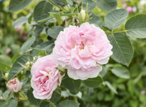 メイデンス ブラッシュ - Maiden's Blush