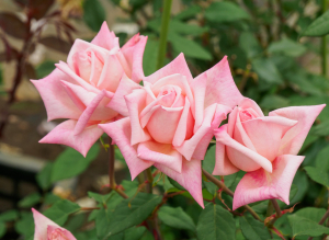 マダム ロンバール - Madame Lombard