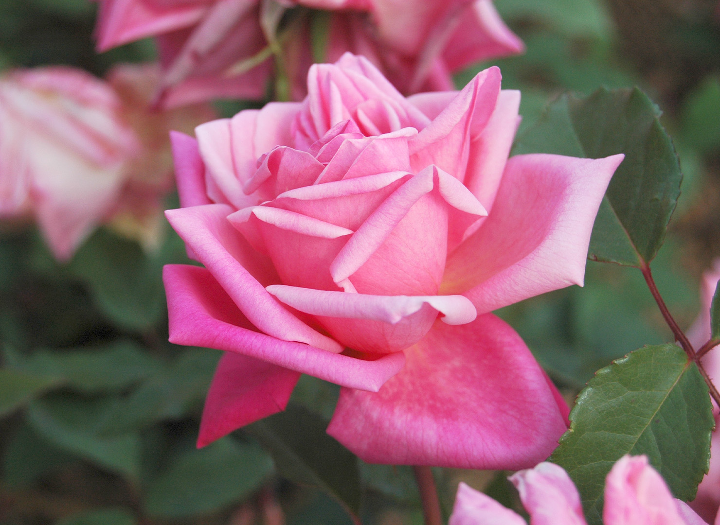 マダム ロンバール - Madame Lombard