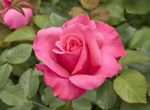 マラード ジュビリー - Mullard Jubilee