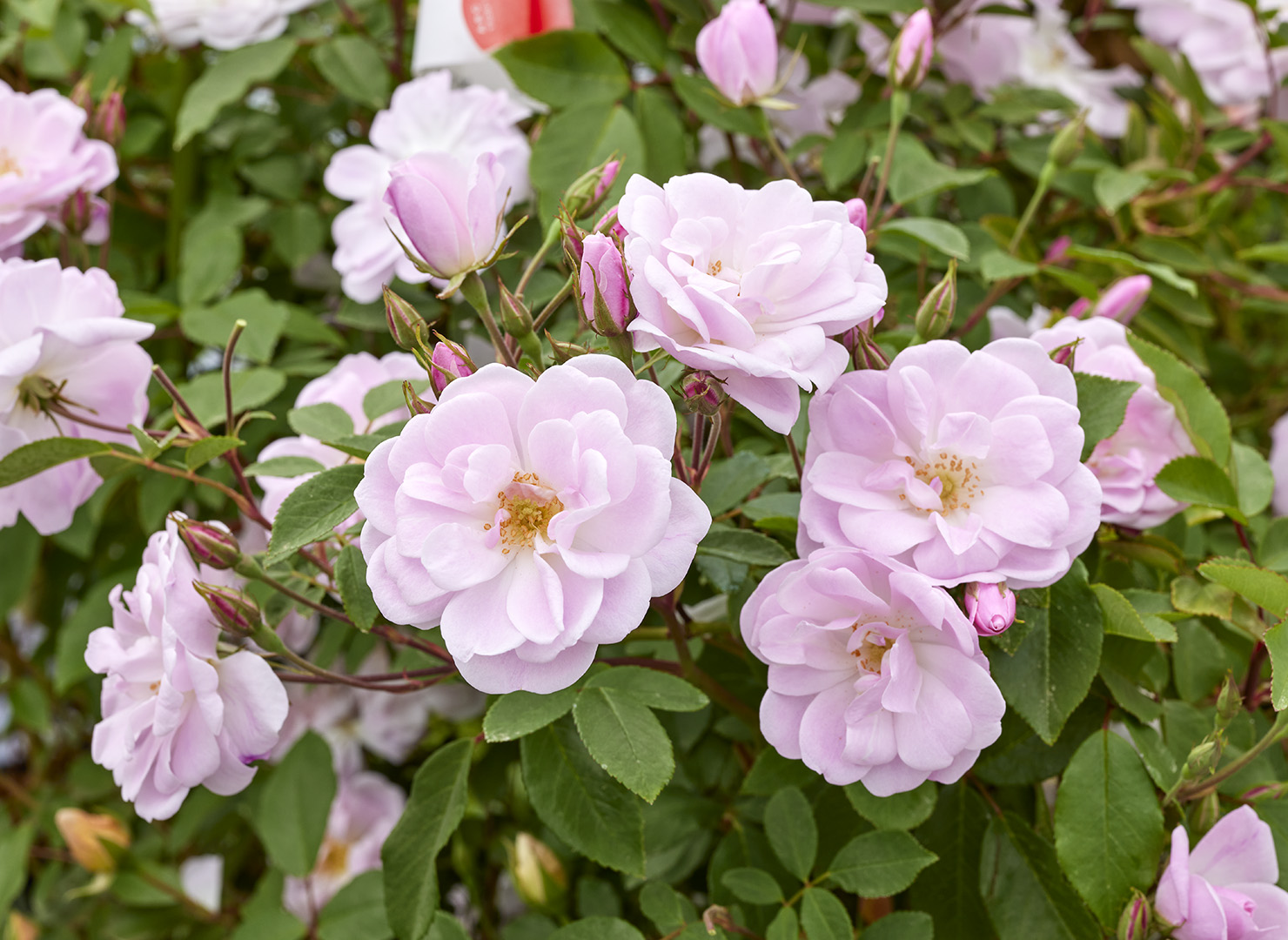 ナロウ ウォーター - Narrow Water