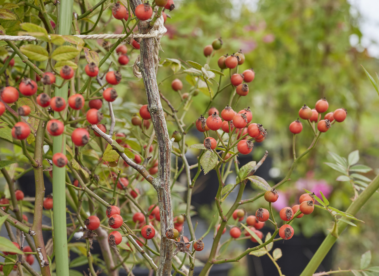 なるみかた - Narumikata