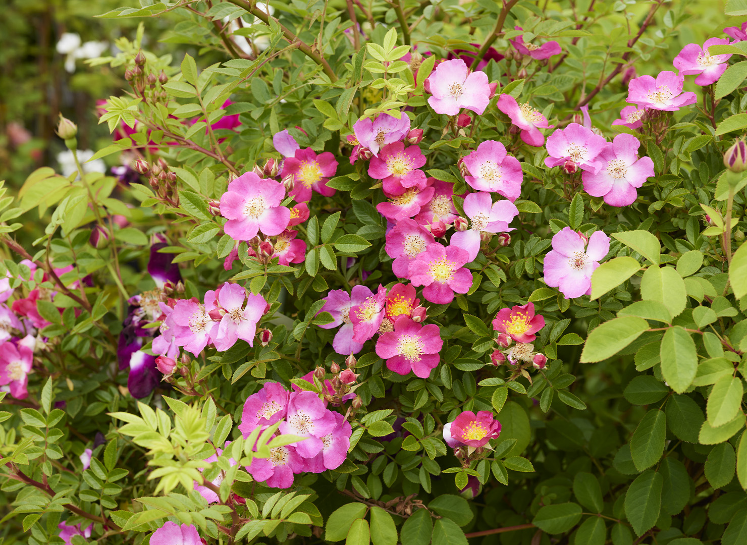 なるみかた - Narumikata