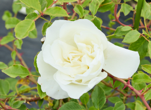 ニフェトス - Niphetos