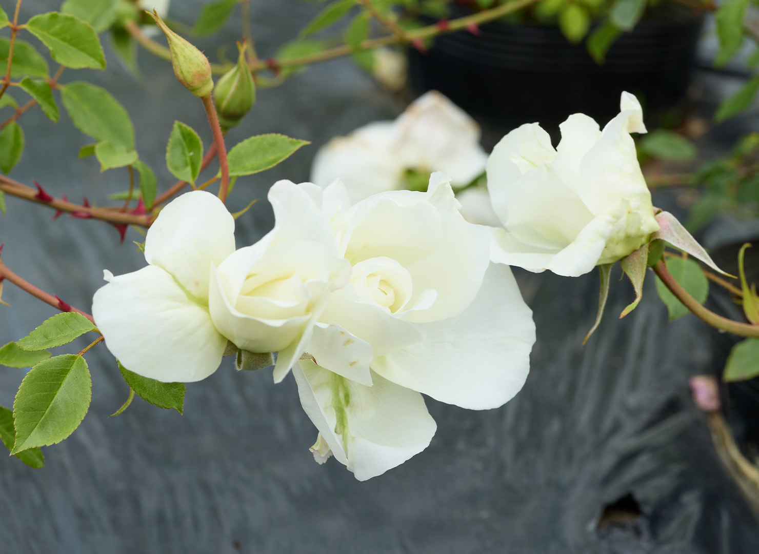 ニフェトス - Niphetos