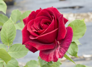 パパ メイアン - Papa Meilland