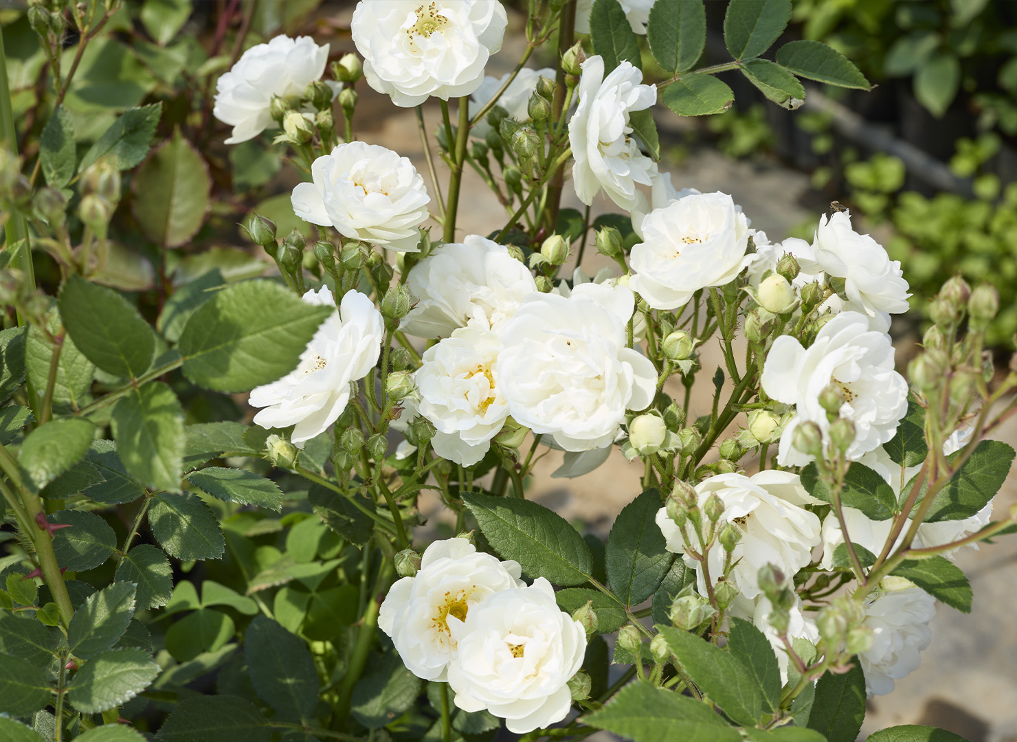 パクレット - Pâquerette