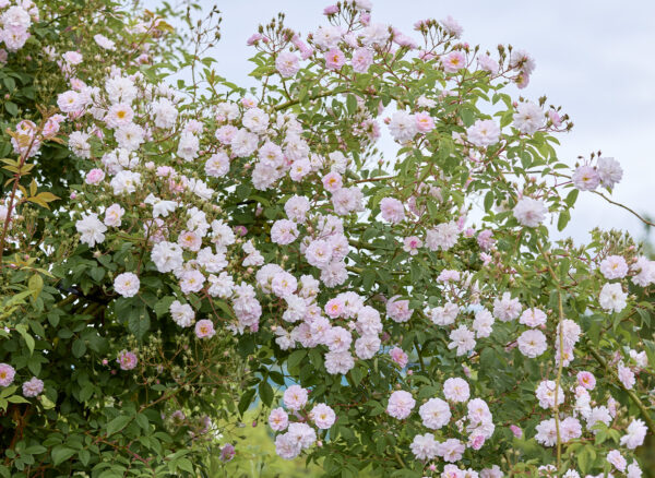 ポールズ ヒマラヤン ムスク ランブラー – Paul’s Himalayan Musk Rambler