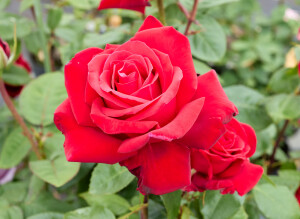 プレシャス プラチナム - Precious Platinum