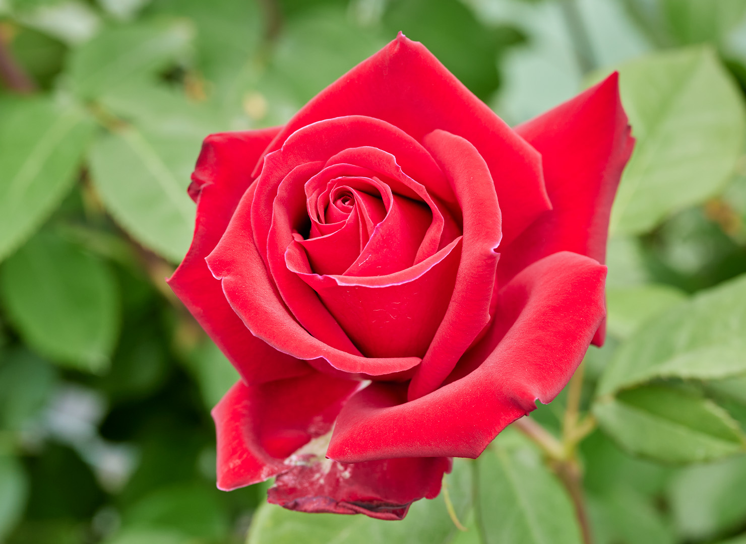 プレシャス プラチナム - Precious Platinum