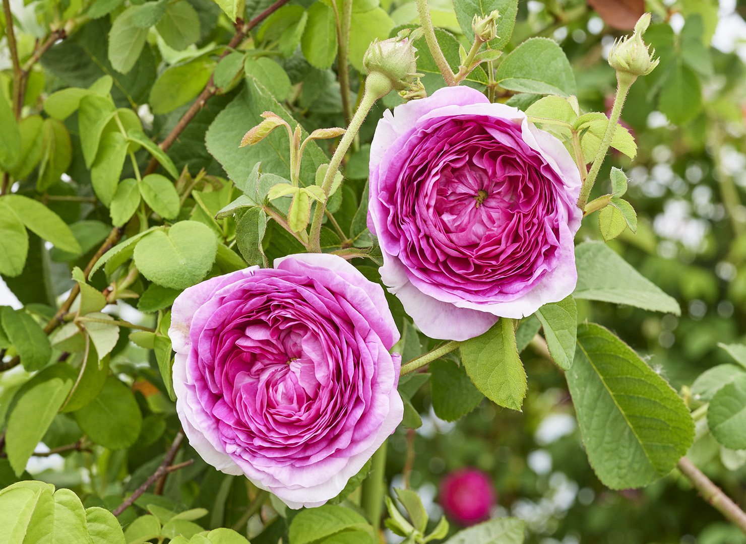 プレジダン ド セズ - President de Seze