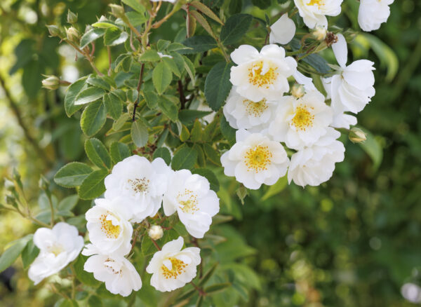 ランブリング レクター – Rambling Rector