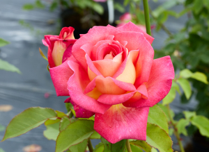 レベッカ - Rebecca