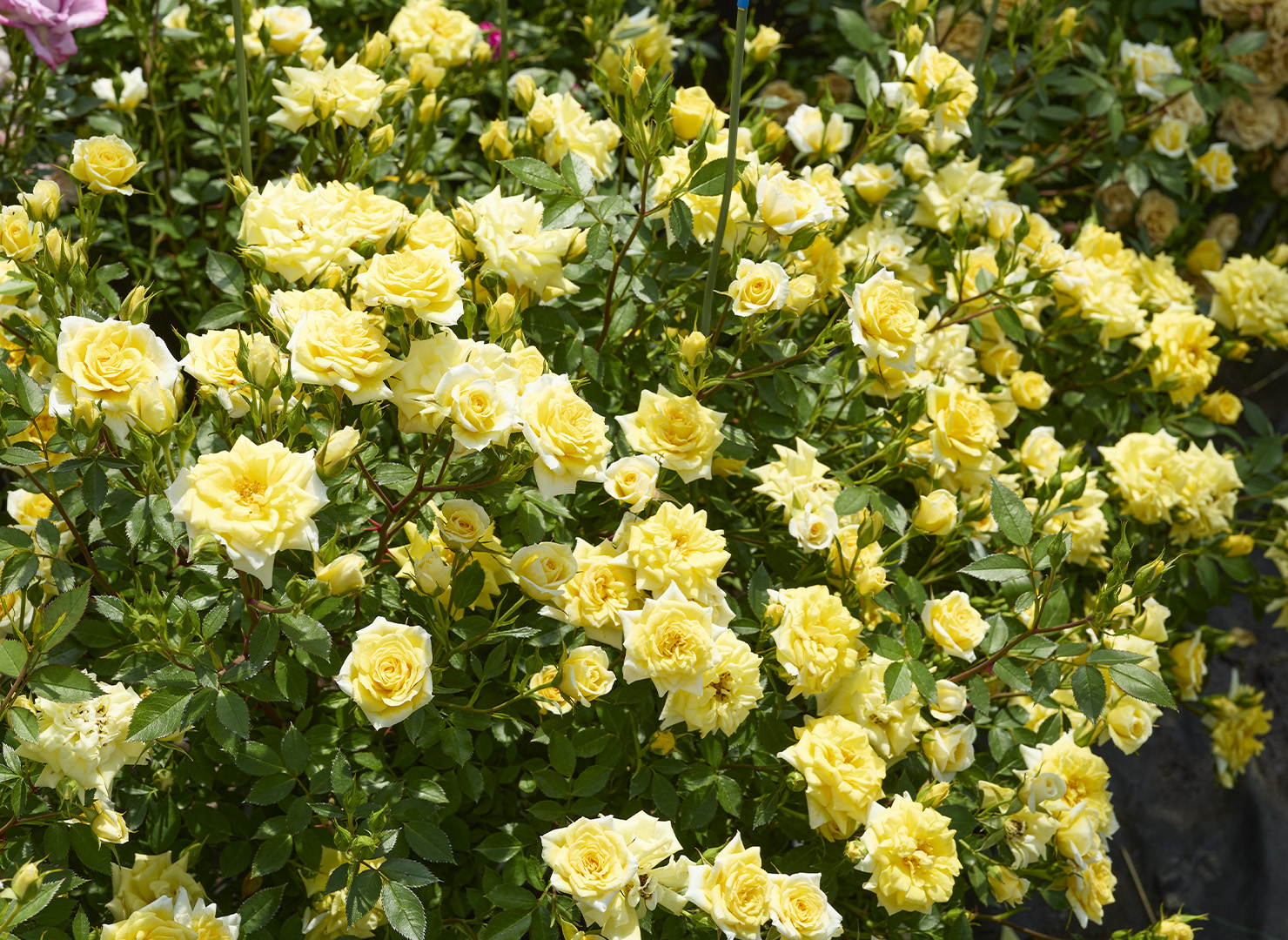 ライズン シャイン - Rise 'n' Shine