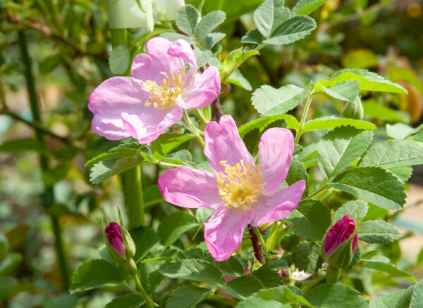 ロサ アキキュラリス (バイカル湖産) – Rosa acicularis