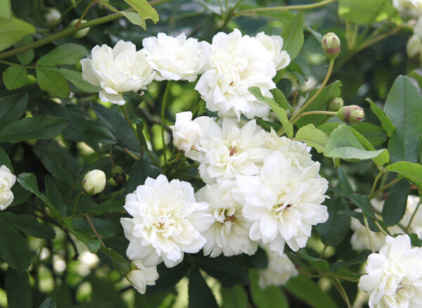 白木香ばら 八重 – Rosa banksiae alba