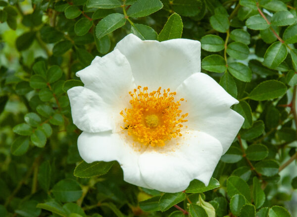 ロサ ブラクテアタ – Rosa bracteata