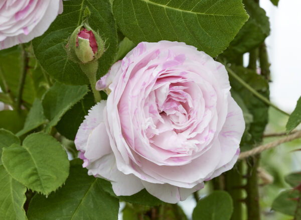 ロサ ケンティフォリア バリエガタ – Rosa centifolia variegata