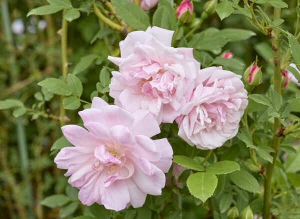 ロサ キネンシス アルバ – Rosa chinensis alba