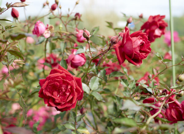 ロサ キネンシス センパフローレンス  – Rosa chinensis semperflorens