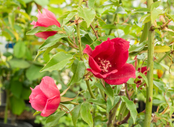 ロサ キネンシス スポンタネア – Rosa chinensis spontanea