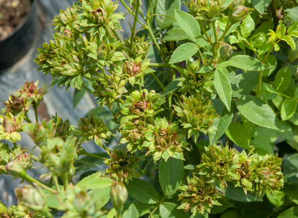 ロサ キネンシス ヴィリディフローラ – Rosa chinensis viridiflora