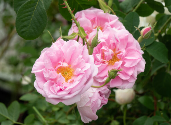 ロサ ダマスケナ トリギンティペタラ – Rosa damascena trigintipetala