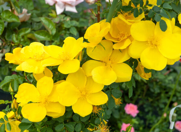 ロサ フェティダ – Rosa foetida