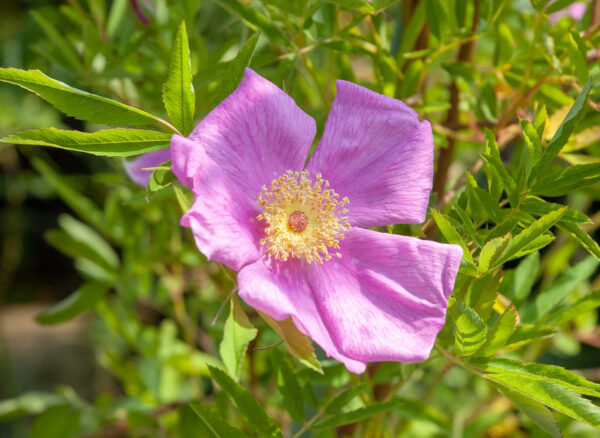 ロサ フォリオロサ – Rosa foliolosa