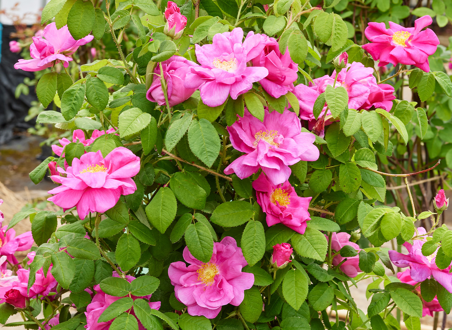 ロサ ガリカ オフィキナリス - Rosa gallica officinalis