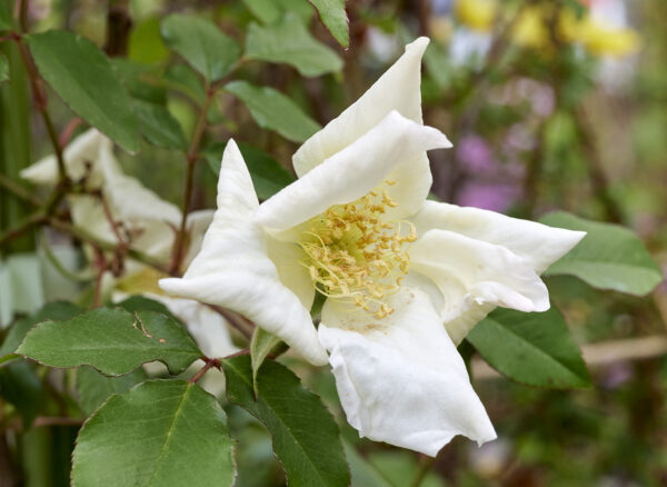 ロサ ギガンティア – Rosa gigantea