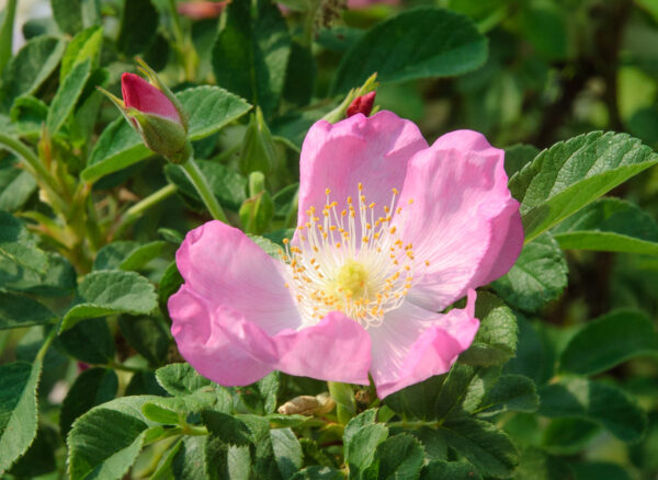 ロサ イワラ – Rosa iwara