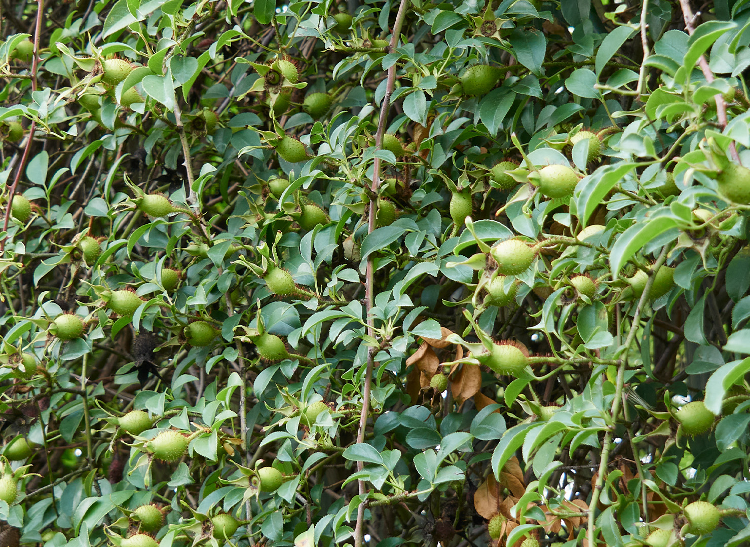 なにわいばら - Rosa laevigata