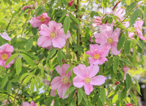 ロサ マレッティ – Rosa marretii