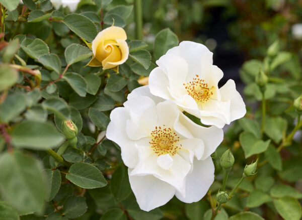 ロサ モスカータ ヘルマン – Rosa moschata Herrmann