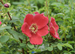 ロサ モエシー - Rosa moyesii