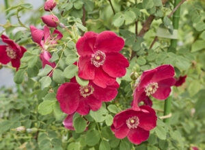 ロサ モエシー ヒリエリ - Rosa moyesii hillieri