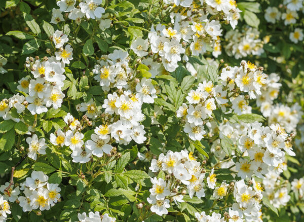 ロサ ムルティフローラ – Rosa multiflora