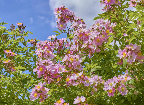 つくし野ばら – Rosa multiflora var.adenochaeta