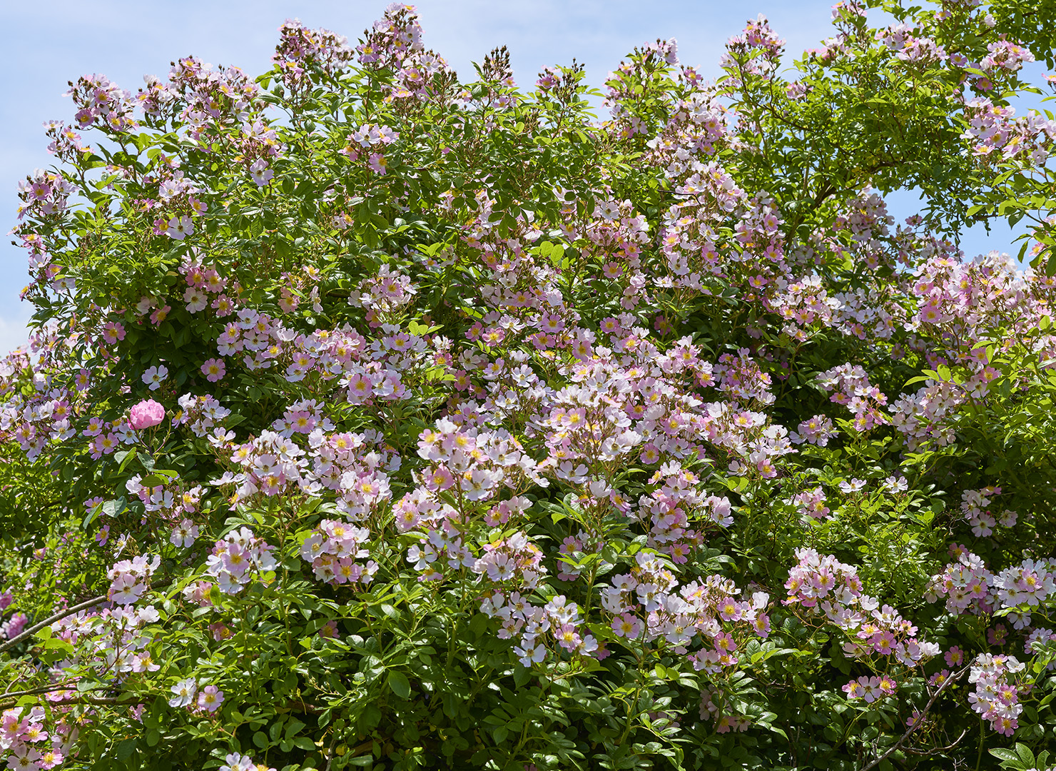 つくし野ばら - Rosa multiflora var.adenochaeta
